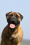 BULLMASTIFF 485